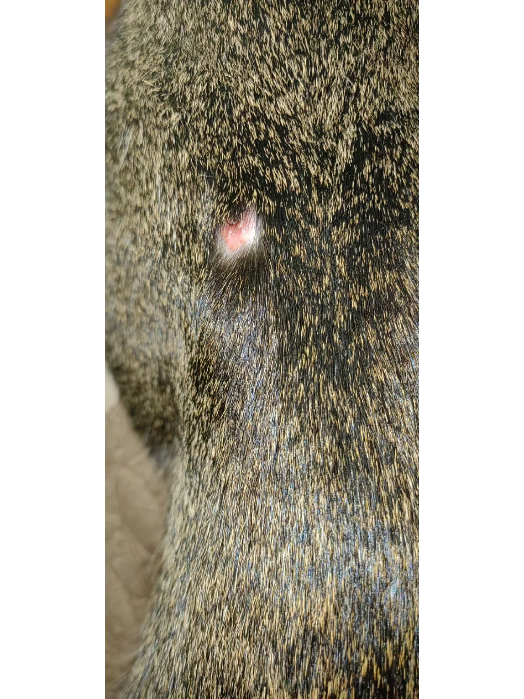 "鯾8*2?镩?痢j"諑埶C莟D的简单介绍-开云首页入口